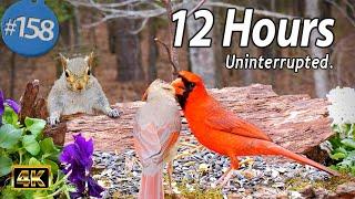 Cat TV 12 Hours of Birds  Squirrels  Uninterrupted TV for Cats No Ads Interrupting 4K