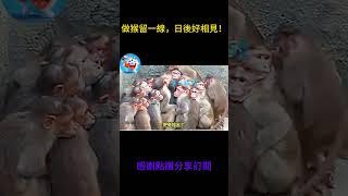 搞笑動物系列第545集  做猴留一線，日後好相見！ #搞笑 #黃狗 #monkey #搞笑 #黃狗 #主人 #主人 #panda #老友狗狗 #大熱門 #funny #大熱門 #animals #黑熊