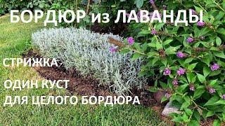 ОБРЕЗКА ЛАВАНДЫ ПОСЛЕ ЦВЕТЕНИЯ .  КАК ИЗ ОДНОГО КУСТА ЛАВАНДЫ СФОРМИРОВАТЬ БОРДЮР.