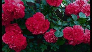 Цветочный фото слайдBeautiful flowers️РозыКрасивые цветы️RoseFlowers roses красивый фото слайд