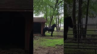 Maximus the Horse #horse