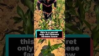 this is a secret only old Chinese farmers know. #delicous #facts #streetfood #food #youtube