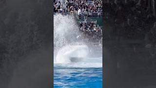 Short Ikaika splash - Nov. 16, 2024 - SeaWorld SD