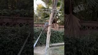 My cat Dos likes climbing trees  w/ @thekatcurtis #cats #adventurecat #funnycats #cattraining