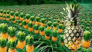 How PINEAPPLES is Made | Pineapples Farming