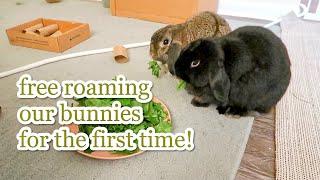 free roaming my bunnies for the first time! // vlog 006