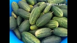 Дача 2021. Собрали 2 ведра огурцов за раз! cucumber harvest. gurken-Ernte. récolte de concombres