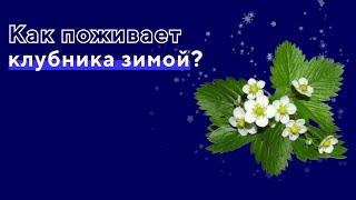 Как поживает клубника зимой?