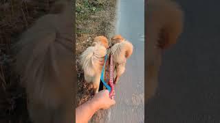 #Gaddi dog pair #himalayansheepdog #bhotiadog ️️