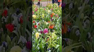 Inside Netherlands most famous tulips garden #shorts #flowers #tulip