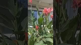 Canny flowers. Канни квітнуть.#shorts#квіти#цветы#flowers#beautiful_video