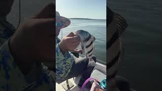 Catching fish #fishing #fishingtips #fishinglife #fishingvideo #fish #boat #boating #boatlife #boats