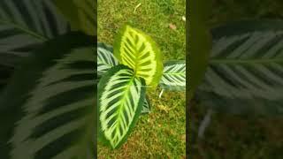 Calathea For Sale !! Contact:6282308685    #shorts #plantshorts