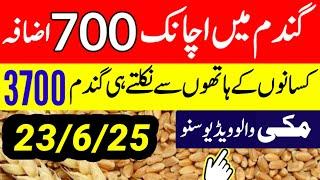 Wheat Support Final Price In Punjab 2025 ll Gundam Rate Today l گندم کا نیا ریٹ تازہ lMakki rate2025