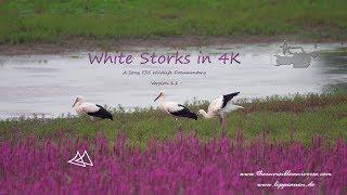 White Storks in 4K - A Sony FS5 Wildlife Documentary