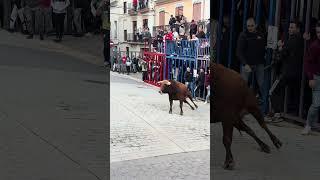 ¡Toro cerril en Tales! (¡Increíble!) #bonito #toros