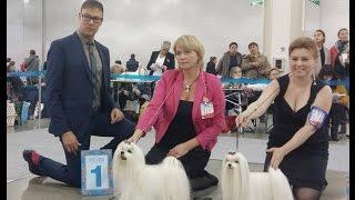 International Dog Show RUSSIA - II 2015, RKF President Cup, Maltese