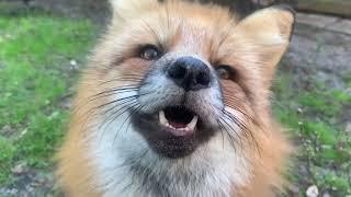 Fox Tales Florida foxy checkin and Franny Fox Friday!