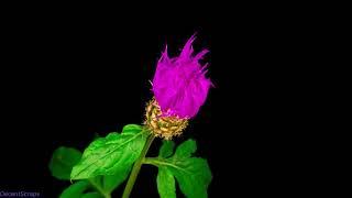 Persian Cornflower Centaurea Dealbata Blooming | time lapse | Amazing Nature