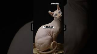 Type of Cats #facts #wildlifeentertainment #cuteanimals #animazing