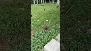 Perfect match#shortsfeed #viralshort #chicken #papaya #nature #animals #shortsviral #shorts #short
