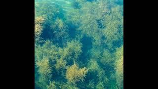 Tokyo Bedroom Orchestra - Seaweed Tunnels (2023)