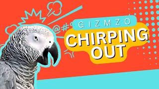 Best Talking African Grey Parrot is Chirping Out | Gizmo the Grey Bird