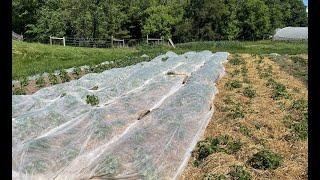 Non-chemical methods for managing Colorado Potato Beetle