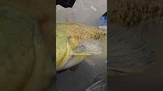 Veja tamanho desse monstro Jaú amarelo #fishing #peixe #pesca