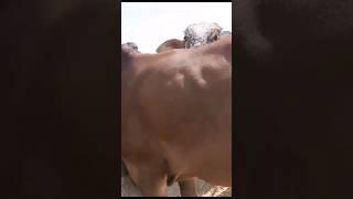 Bachra For Sell || Bery Cheapest Price || #cowmandi #trendingchannel #1millionviews #vbnt #nt#trend
