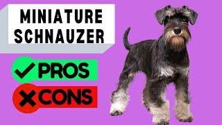 Miniature Schnauzer Pros and Cons