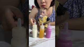 Baby monkey LINDA is fastidious in choosing food