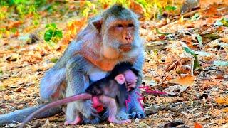 Oh no...Poo-r baby monkey BERRO upse-t with his mom BERRY that not have milk enough for him.