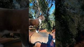 Angel Adam Levitates: High Jumps & Infinity Walk on the Firewood Tower