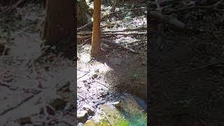 The Trough! #pnw #wildlife #trailcam #birds #bird #nature #gamecamera