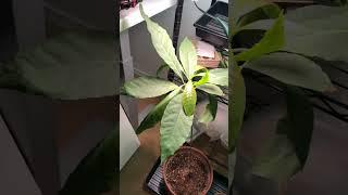 Struggling Avocado Tree? #avocadotree #gardeninghelp