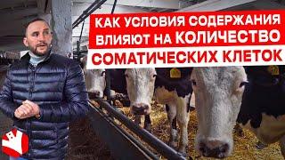 Содержание коров и соматические клетки | Молочное животноводство | КУЛЬТИВАТОР