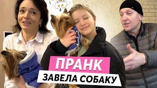 ПРАНК: КУПИЛА СОБАКУ! ОНА ОБОССАЛА ДОМ