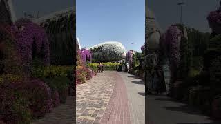 Walking in Miracle Garden, Dubai