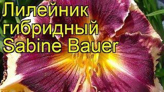 Лилейник гибридный Сабина Бауэр. Краткий обзор, описание характеристик hemerocalis Sabine Bauer