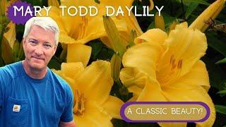 CLASSIC YELLOW BEAUTY | Mary Todd Daylily