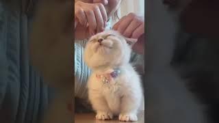 Cute Cat Funny Video Short #94   #Shorts#funnyvideos#kitty#viral#tiktok#whatsappstatus#asmr