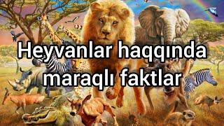 Heyvanlar haqqında maraqlı faktlar