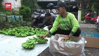 Budidaya Pisang Cavendish Hasilkan Cuan 50 Juta Sebulan