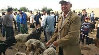 mol bozor mol narxi arzon bo'lmoqdaCow and sheep market