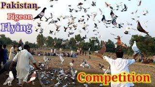 What,s Pigeon Racing | Pakistan Racing pigeon Flying Competition | How to Train your pigeon