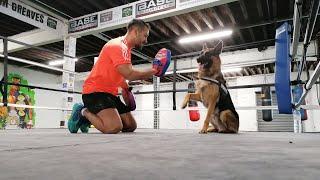 German shepherd Boxing Gym motivation