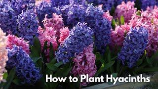 How to Plant Hyacinths