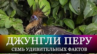 В  джунглях Амазонии!  Как путешественнице попасть в сердце Перу? Опасно? Невероятно и незабываемо!