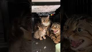 Alles hilft ️‍🩹 #cats #cute #discover
